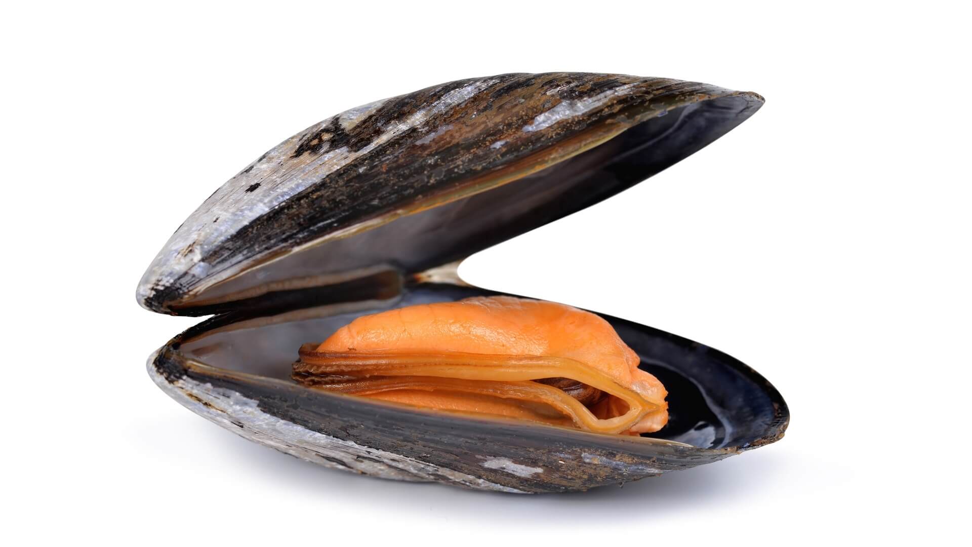 Mejillón